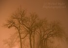 Brume : hariet island, minnesota, st. paul, trees