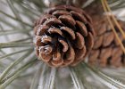 Pine Cone : minnesota, pine cone, snow, winter