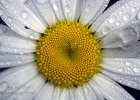 Wild Daisy : daisy, minnesota