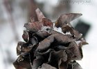 Wither : dead flower, minnesota, winter