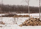 Wood Pile : minnesota, panorama, snow, winter, wood pile