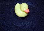 Unprepared : rubber duck, still life, water, water drip