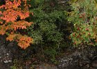 Colors of Gooseberry : fall colors, gooseberry falls, lake superior