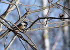 Black Capped Chickadee : black capped chickadee