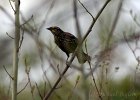 Female Red Winged Blackbird : female bird, red winged blackbird