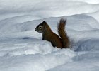 Fun in the Snow : scavenging, snow, squirrel
