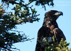 Golden Eagle : artists point, golden eagle, grand marais
