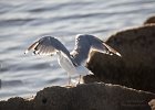 Herring Gull 1 : canal park, duluth, herring gull, lake superior, seagull