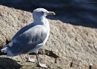 Herring Gull 2 : canal park, duluth, herring gull, lake superior, seagull