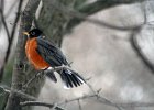 Lonely Robin : american robin, minnesota river valley, wildlife refuge
