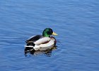 Mallard 1 : ducks, mallard