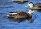 Mallard 3 : ducks, mallard