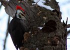 Pileated Woodpecker : downy woodpecker, minnesota river valley, wildlife refuge