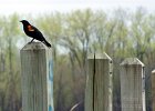 Red Winged Blackbird : red winged blackbird