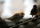 Sparrows : sparrows