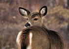 White Tailed Deer 1 : minnesota, north shore, white tailed deer