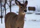 White Tailed Deer 2 : minnesota, north shore, white tailed deer