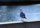 Yawning Gull : canal park, duluth, herring gull, lake superior, seagull